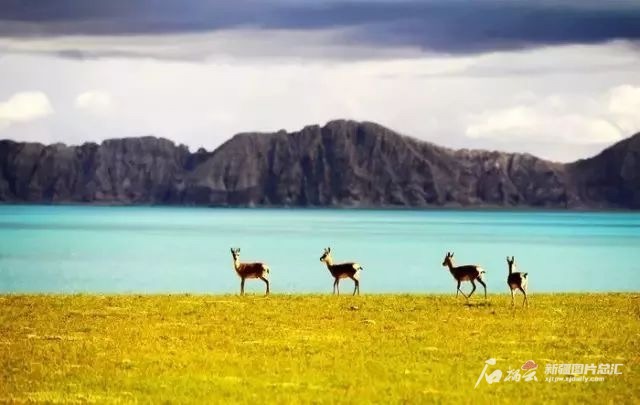 阿爾金山國家級自然保護區(qū)美景。保護區(qū)提供