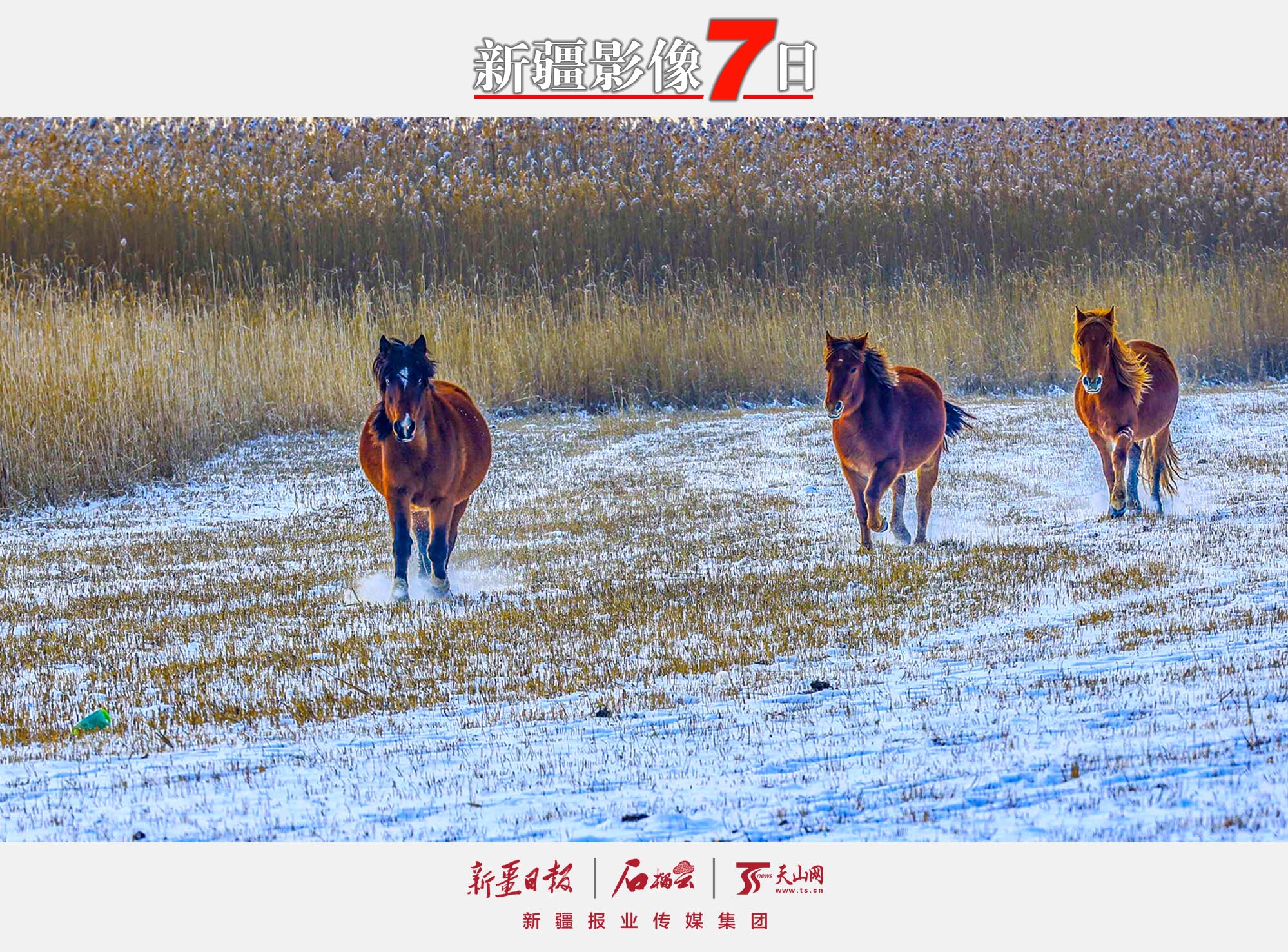 12月7日，駿馬在那拉提國家濕地公園的雪地上奔跑。大雪節(jié)氣，新源縣那拉提國家濕地公園銀裝素裹，奔馳的駿馬為寂靜的雪原平添一份活力。 張文庭攝