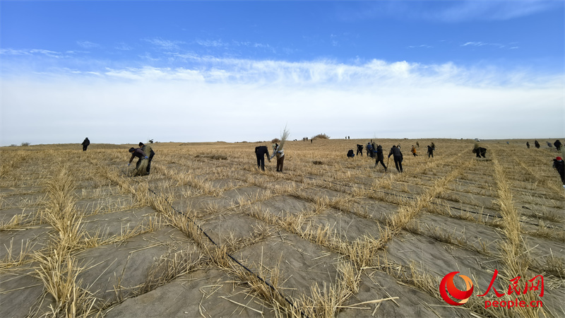 新疆民豐縣后河壩沙漠阻擊區(qū)，當?shù)孛癖娫诓莘礁駜?nèi)種植沙棗樹苗。人民網(wǎng)記者 陳新輝攝